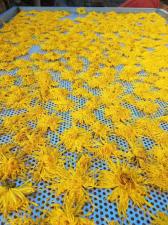 山西客戶烘干金絲皇菊現(xiàn)場